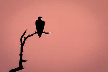 African fish eagle silhouetted on dead branch
