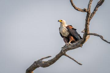 African fish eagle with catchlight in tree