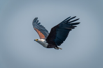 African fish eagle flies under blue sky