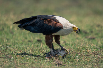 African fish eagle eats fish on floodplain