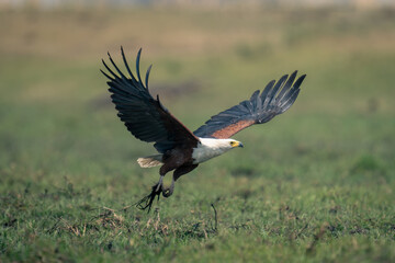 African fish eagle flies low stretching wings
