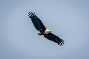 African fish eagle glides through blue sky