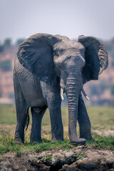 Fototapeta na wymiar African elephant stands on grass in sunshine