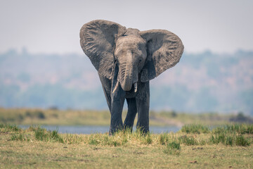 African elephant stands on riverbank raising trunk