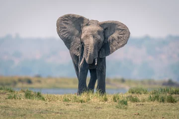 Zelfklevend Fotobehang African elephant stands on riverbank raising trunk © Nick Dale