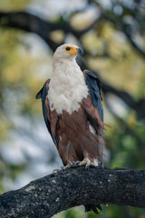 Fototapeta premium African fish eagle on branch in shade