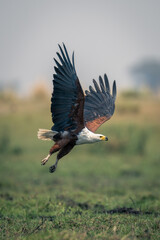 African fish eagle flies over grassy floodplain
