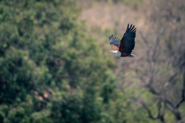 African fish eagle passes trees lifting wings