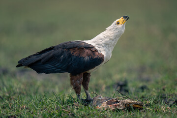 African fish eagle with fish lifts head