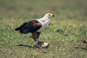 African fish eagle on grass with fish