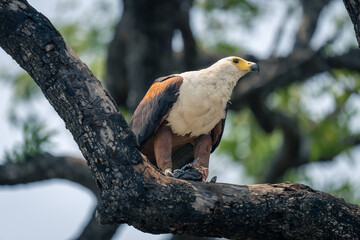 African fish eagle with fish on branch