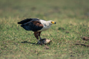 Obraz premium African fish eagle with fish on floodplain