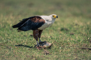 Obraz premium African fish eagle with fish on grass