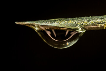 Spritzenkanüle mit Wassertropfen Macro