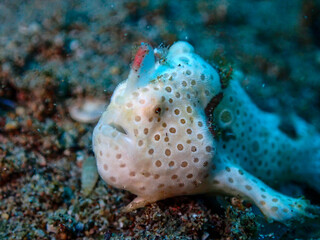Frogfish