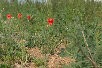 Red poppy flower in a plant community on fallow land.