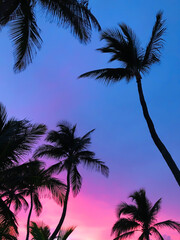 palm trees at sunset