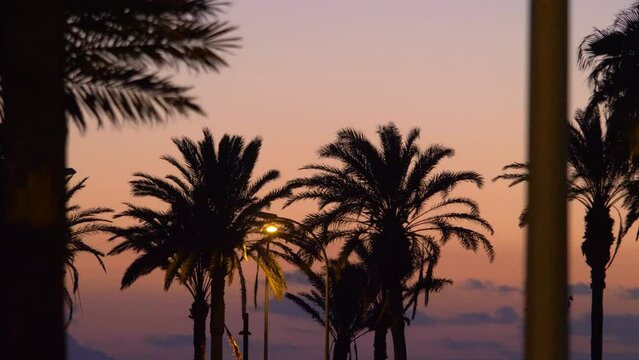 Palm trees in dusk background in 4k slow motion 60fps