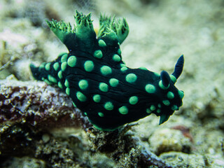 Nudi