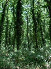 Obraz premium Immersi nel verde