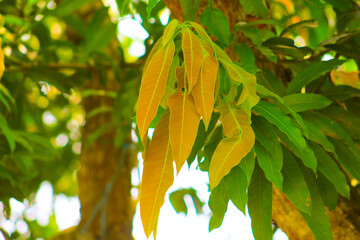 autumn leaves in the forest