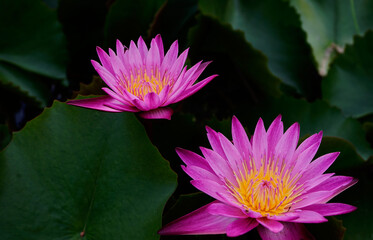 Pink lotus flower blooming in the pool with green leaf 