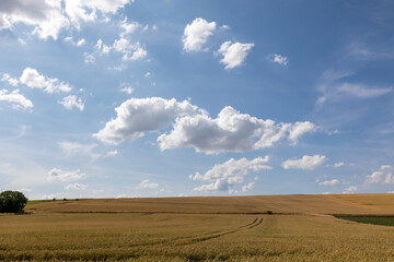 Champs de bl&eacute;