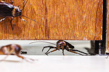 many cockroaches entering the house under the door, insects invading the house through the crack in...