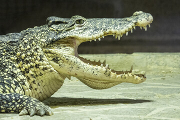 The Cuban crocodile (Crocodylus rhombifer) is a small-medium species of crocodile endemic to Cuba.