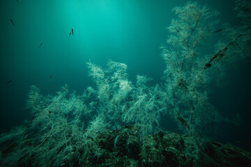 Fototapeta na wymiar black coral in milford sound new zealand
