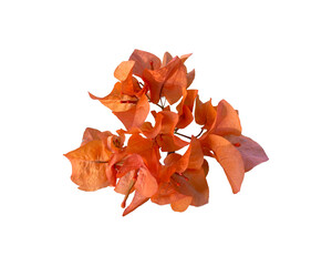 bugenvil flower petals isolated on transparent background