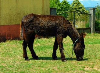 donkey in landscapes of Zamora province