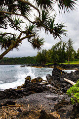 tree on the beach