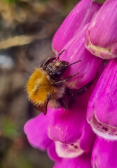 Carder Bee on Purple Foxglove 
