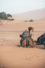 Fototapeta premium Camel of the Sahara