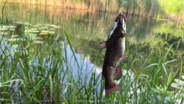 Catfish caught on a bait. Successful fishing.