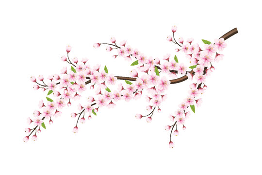 cherry blossom sakura branch isolated on white background. vector illustration cherry blossom vector. pink sakura flower background. cherry blossom flower blooming vector