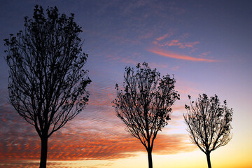 A few leaves remain clinging to a tree that is rendered into silhouette during sunset on a late...
