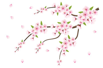 cherry blossom vector. pink sakura flower background. cherry blossom flower blooming, cherry blossom sakura branch isolated on white background. vector illustration