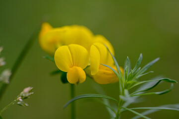 Gew&ouml;hnlicher Hornklee Bl&uuml;te