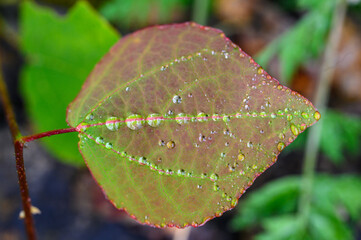 Regentropfen auf Blatt - Makro