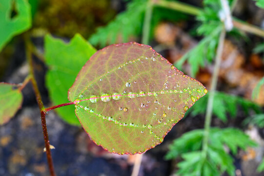 Regentropfen auf Blatt - Makro