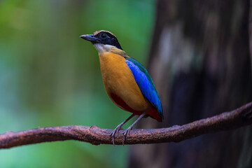 Blue-winged Pitta  (Pitta moluccensis)  a rare bird on the branch of the tree.