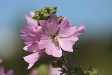 Sweden. Malva moschata, the musk mallow, is a species of flowering plant in the family Malvaceae, native to Europe and southwestern Asia, from Spain north to the British Isles and Poland