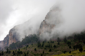 Mountains in the clouds. Aerial view of a mountain peak with green trees in the fog. Beautiful landscape with high cliffs, sky. Dedegol. Turkey.
