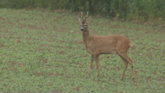 deer grazing in agricultural field