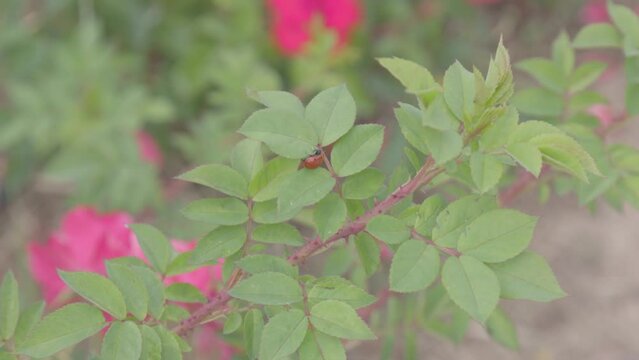 Ladybird walking around the flower