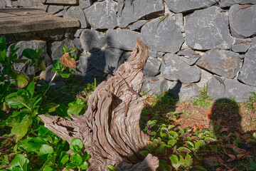 Lizards in Monte Palace Tropical Garden Funchal, Madeira