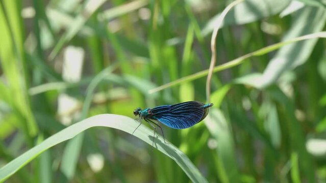 Dragonfly Beautiful Demoiselle (Calopteryx virgo). A male dragonfly sits on a green blade of grass. 4K video