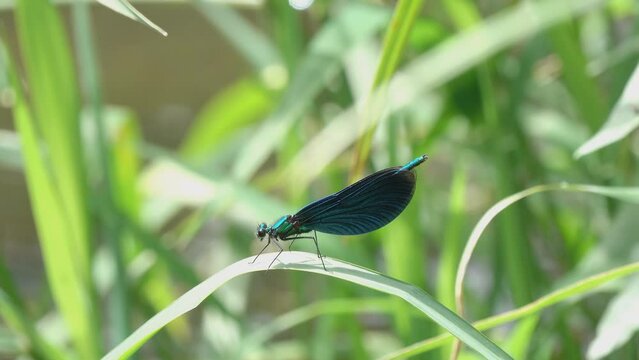 Dragonfly Beautiful Demoiselle (Calopteryx virgo). A male dragonfly sits on a green blade of grass. 4K video